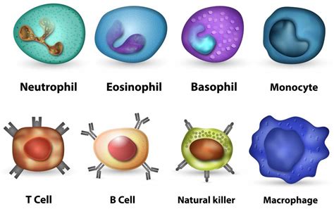 What are Phagocytes? (with pictures)