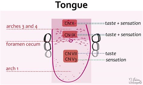 Tongue and Thyroid Development - Embryology - Medbullets Step 1