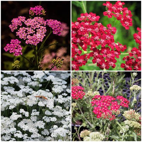 Achillea New Vintage Red Collection | 3 x 3L Pots – Roots Plants