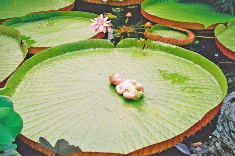 Victoria Amazonica Giant Lily Pad | Art | Wtf fun facts, Weird facts ...