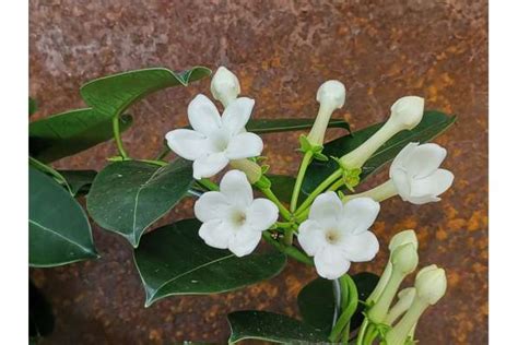 Stephanotis | Giromagi cactus and succulents | Buy plants online