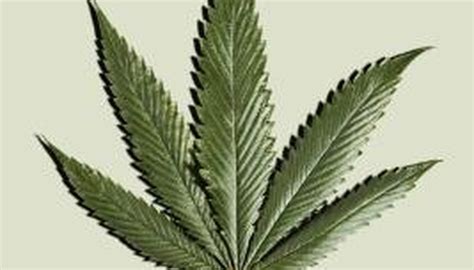 What Plants Have THC in Them? | Sciencing