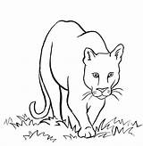 Mountain Lion Coloring Sheet Pages sketch template