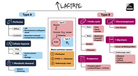 Dx Schema – Lactic Acidosis – The Clinical Problem Solvers