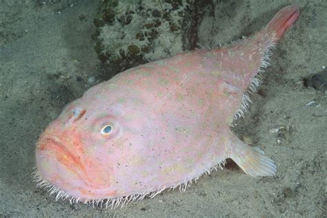 Blob Fish Underwater: Unveiling the Mysteries of a Curious Deep-Sea ...