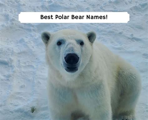 179 Best Polar Bear Names!