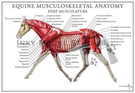 Horse Muscular System