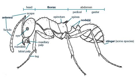 Basic Anatomy of the Ant – Know your Pest