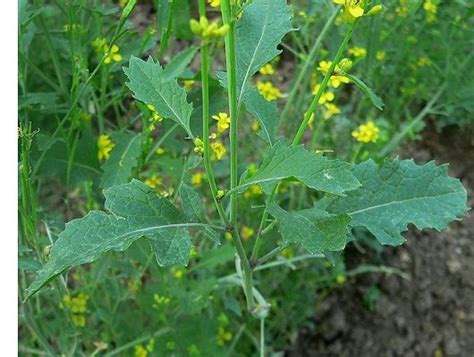 Brassica nigra (L.) W.D.J. Koch - Crop Wild Relatives