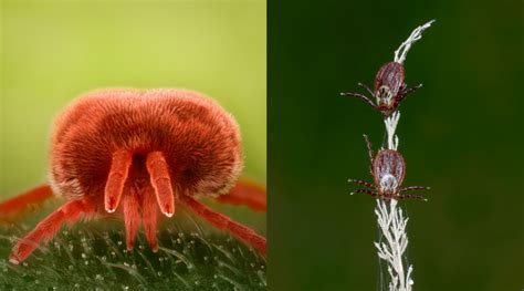 Clover Mites Vs Chiggers – What are the Differences? | Empire Pest Control London