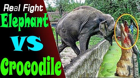 Elephant vs Crocodile animal real fight 2020 - YouTube