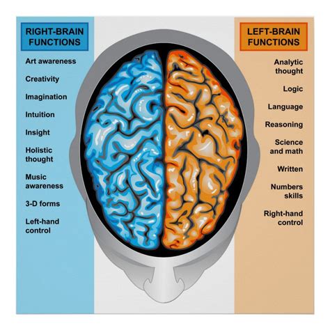 Poster Human brain left and right functions | Zazzle.com | Human brain, Right brain, Brain facts