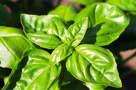 Basil Plant Care Guide: How to Grow This Herb Indoors and Outside