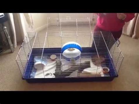 how to set up an african pygmy hedgehog cage - YouTube