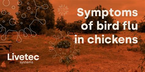 Bird Flu 2024 Symptoms In Chickens - Elsie Carlene