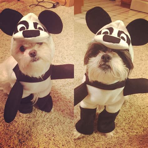 Adorable Panda Dog Costume for small breed dogs | Etsy