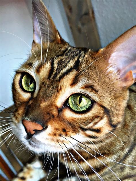 Bengal Cat Green Eyes | bestcatteryinfo