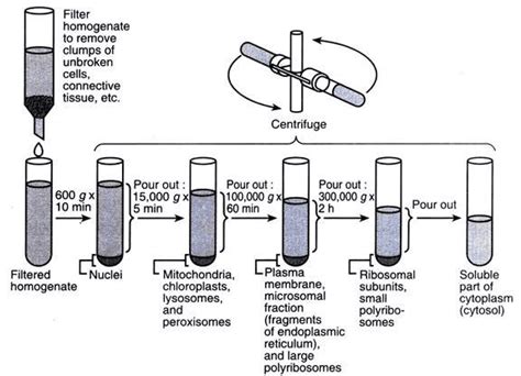 Centrifugation Process Of Separation