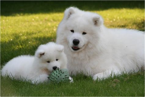 Samoyed - Pictures, Rescue, Puppies, Breeders, Temperament, Price ...