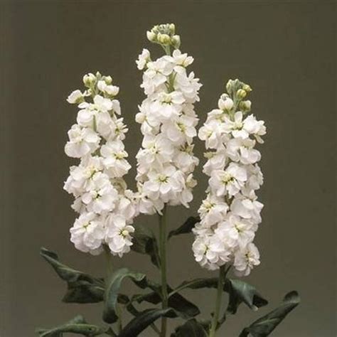 Stock White Flower Seeds matthiola Incana Ten Week White - Etsy