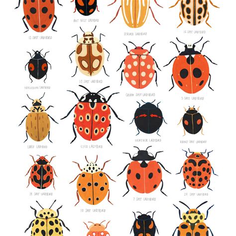 Ladybird Identification Art Print By Amber Davenport