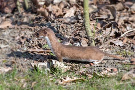 Weasel facts and control tips - Predator Free NZ Trust