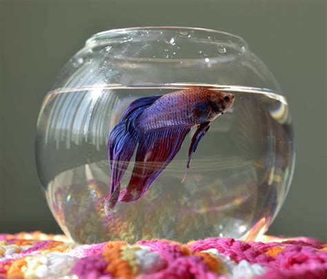 Betta Fish Care (Lifespan, Tank Mates, Diet, & Health)