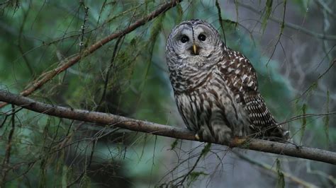 Adult Barred Owl hooting. - YouTube