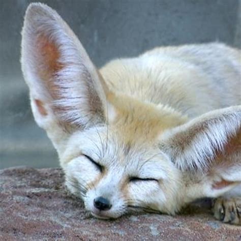 Fennec Fox Habitat Map