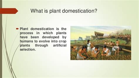 Plants domestication