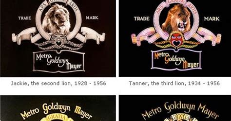 Incredible Behind the Scenes Photos From the Making of the MGM Lion Logos ~ vintage everyday