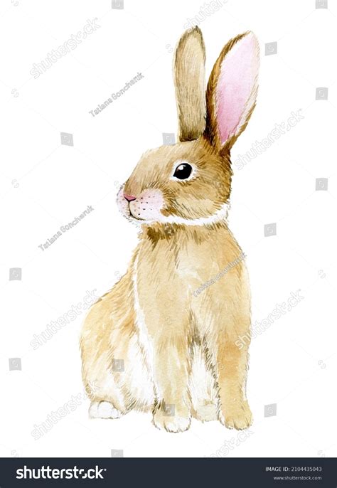 How To Draw A Realistic Rabbit Step By Step