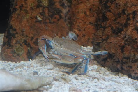 blue crab (1) - Texas State Aquarium