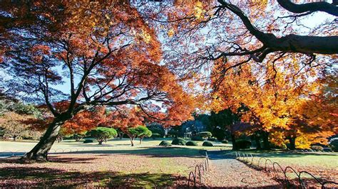 Shinjuku Gyoen National Garden Address | Fasci Garden