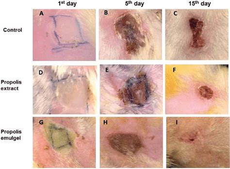 Photographical representation of wound healing in rats subjected to ...