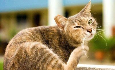 How to Treat Mange in Cats by Using Simple Home Remedies - Petsepark.com