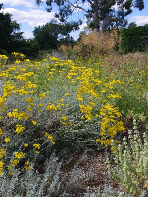 Helichrysum italicum - Beth Chatto's Plants & Gardens