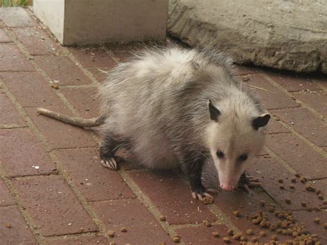 Razzberry Corner: Baby Opossum