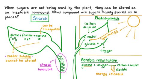 Glucose In Plants