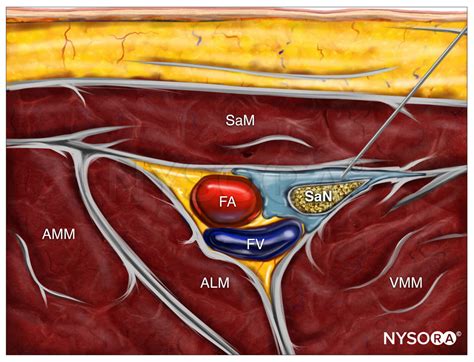 Adductor Canal