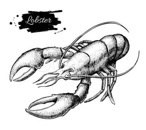 Vector vintage lobster drawing. Hand drawn monochrome seafood... | Lobster drawing, Lobster art ...