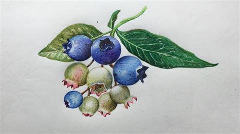 Blueberry drawing in color pencil | fruit drawing step by step | Staedtler Luna Water Color ...