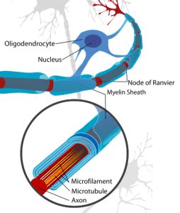 Difference Between Oligodendrocytes and Schwann Cells | Compare the ...