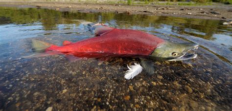 Sockeye - Wild Salmon Center