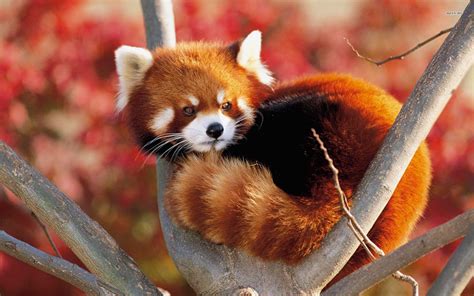 Red Panda Backgrounds - Wallpaper Cave