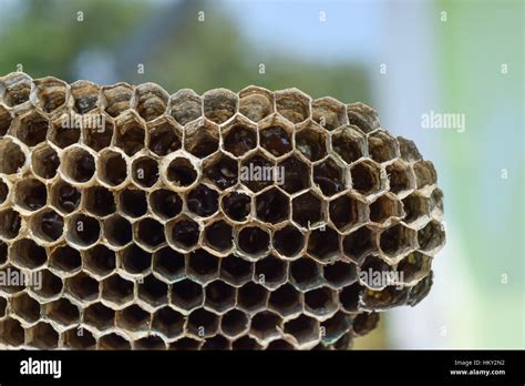 Wasp nest with honey. Wasp honey Stock Photo - Alamy