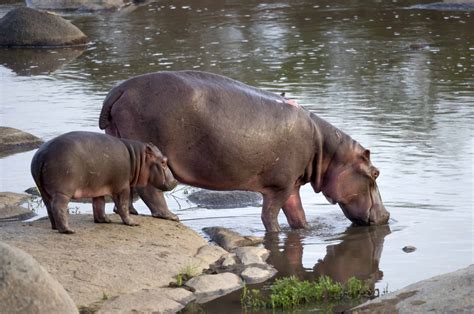 Hippo’s: Africa’s Most Dangerous Animal