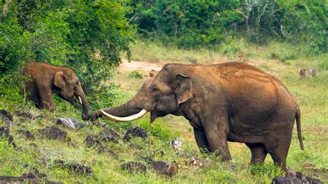 Peppara-Wildlife-Sanctuary - Kerala Tourism