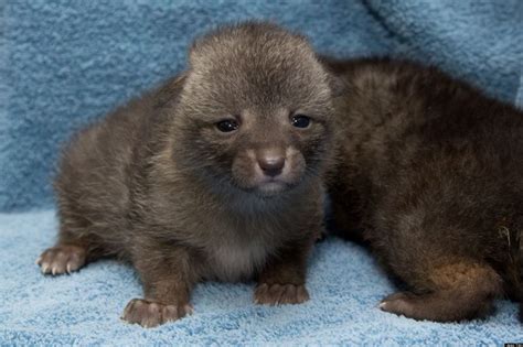 Gray Foxes Rescued And Released In East Bay (PHOTOS) | HuffPost