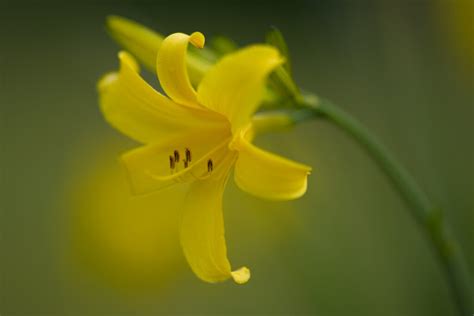 Daylilies: The Versatile Beauties of the Garden - Garden Savvy